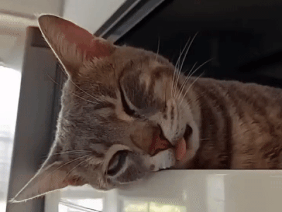 쌔끈하게 자고 있는 재미진 표정의 고양이