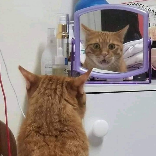 거울을 본 냥이ㅋㅋㅋ