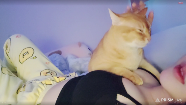 풍만한 미드 위 고양이 눕방중인 여캠