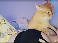 풍만한 미드 위 고양이 눕방중인 여캠
